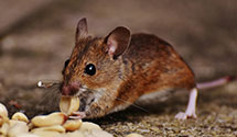 24 Hour & Emergency Exterminators in Charlton Hgts, WV